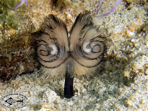 Phoronid Worm; Phoronis australis - Chaloklum Diving - Koh Phangan