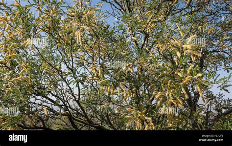 Mesquite tree desert hi-res stock photography and images - Alamy