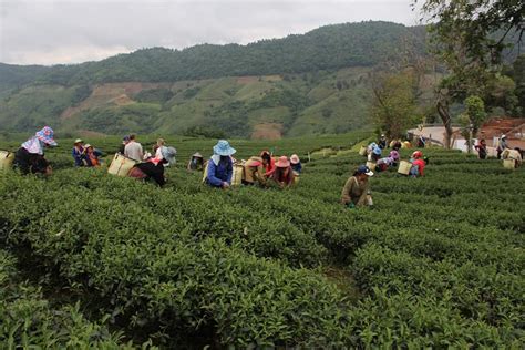 Mae Salong tea plantation - Thailand Hilltribe Holidays