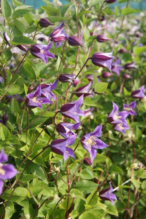 Clematis texensis Prince William | Clematis texensis, Clematis ...