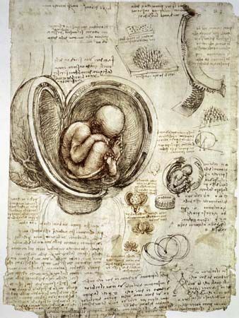 Leonardo da Vinci - Anatomical studies and drawings | Britannica.com