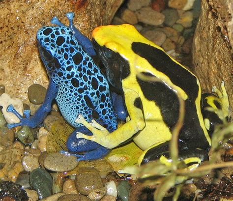 Poison Dart Frog Color and Protection | Ask A Biologist