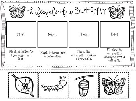 Lifecycle of a butterfly | Very hungry caterpillar, Very hungry caterpillar printables, Hungry ...