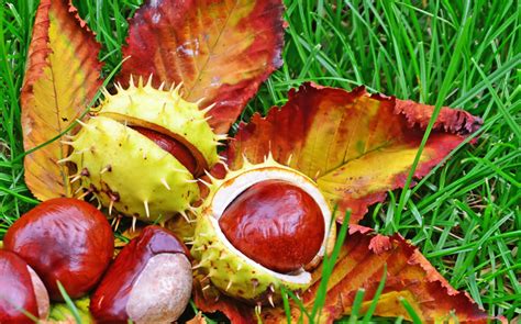 What are chestnuts? Chestnuts are two different species of tree whose ...