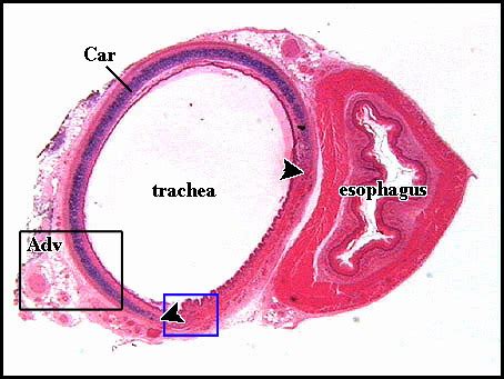 respiratory system