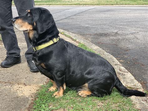 This very interesting Basset Hound / Lab mix that I met today! : r/mildlyinteresting