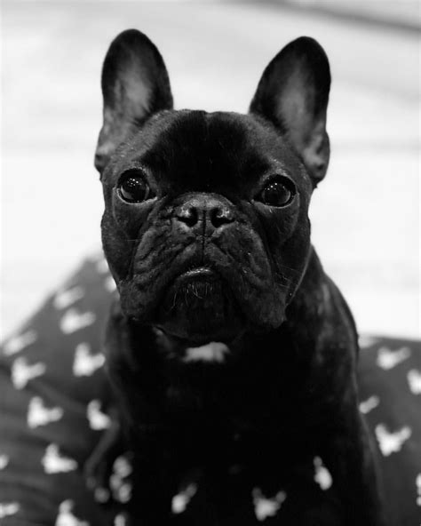 Look deep into my eyes..... French Bulldog ️ Bulldog Puppies For Sale ...