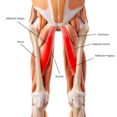 Muscles of the Pelvic Girdle & Lower Limbs: Structure, Movement ...