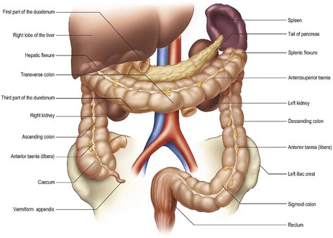 Colon - Mayo Clinic Minute Symptoms Of Colon Cancer Youtube : Sometimes abnormal growths, called ...