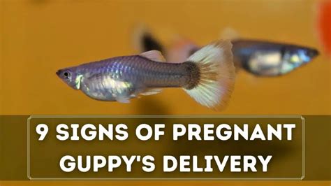 9 Must Know Pregnant Guppy Signs Of Delivery - Guppy Fish Care