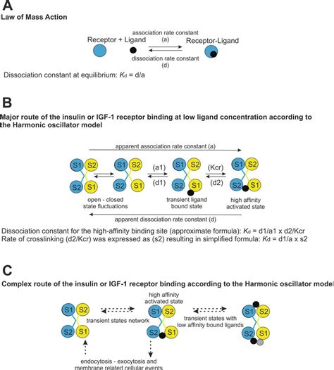 Simplified scheme of receptor-ligand interaction models used for ...