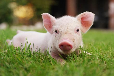 Pigs Could Soon Be Considered as an Organ Donors for Humans | Reader's ...