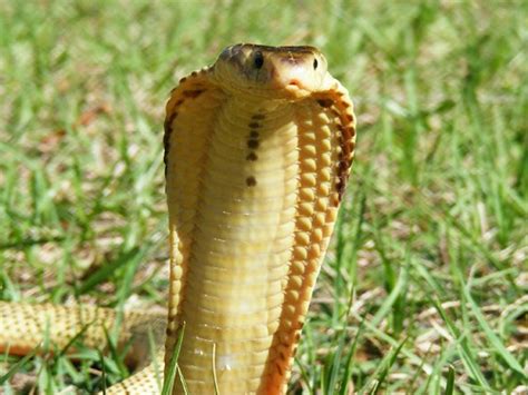 spitting cobra standing | specimen from a private collection… | Flickr