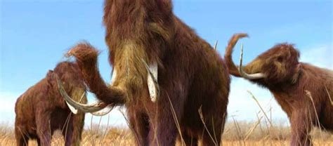 What did the woolly mammoth eat? - BBC Science Focus Magazine