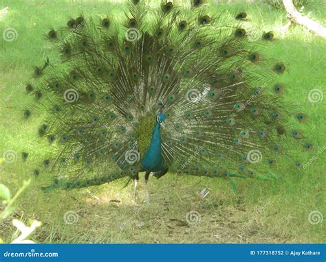 Indian Peacock Dancing in National Park India Photos Stock Photo ...