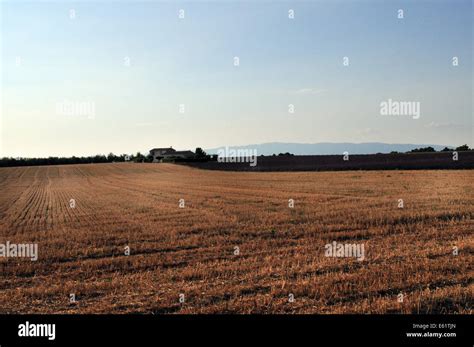 Lavender fields near Sainte Croix Du Verdon, Provence, France Stock Photo - Alamy