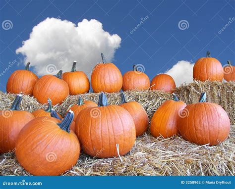 Autumn Harvest stock photo. Image of color, distinctive - 3258962