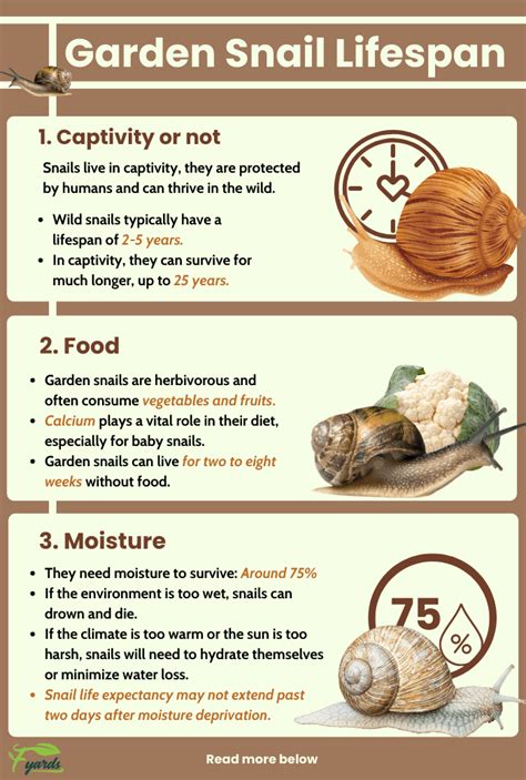 How Long Do Garden Snails Live? The Answer May Amaze You | Snails in garden, Snail, Pet snails