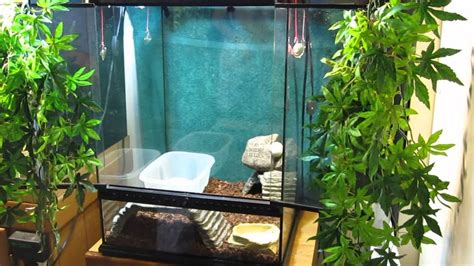 Jungle Carpet Python Habitat Building - YouTube