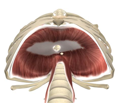 Diaphragm Muscle