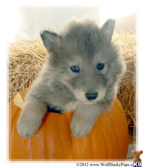 A Wolf Dog pup for sale located in SAN BERNADINO, CA 92407. Description from pinterest.com. I ...