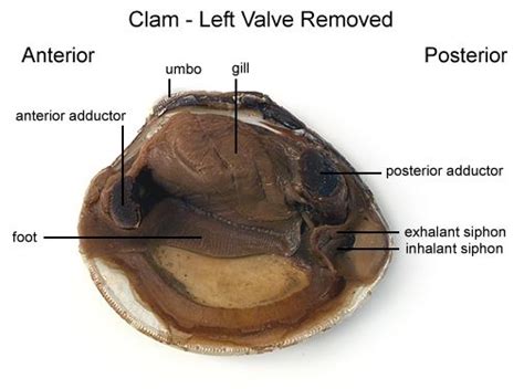 Clam Dissection - BIOLOGY JUNCTION