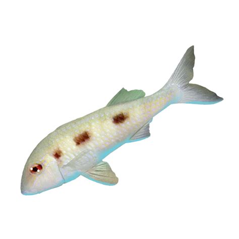 Spotted Goatfish - Reef Smart Guides