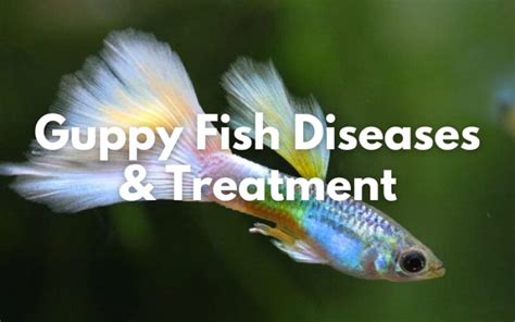 Guppy Diseases and How to Treat Them - The Aqua Advisor