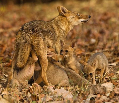 Jackal, Canis aureus indicus, mother feeding pups, six pups, nursing,... | Canine family, Pup ...