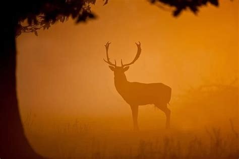 Pillow of Fallow Deer (Dama dama) buck, standing