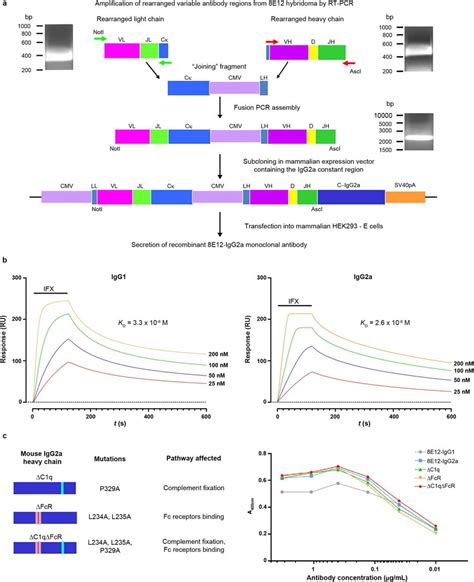 Recombinant antibody cloning, isotype switching and mutation of... | Download Scientific Diagram