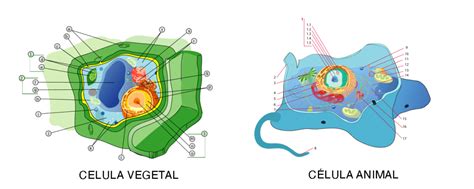 Célula animal y vegetal: diferencias | Ciencia y Biología