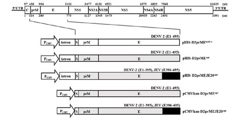 Schematic representations of the dengue virus genome and various prME ...