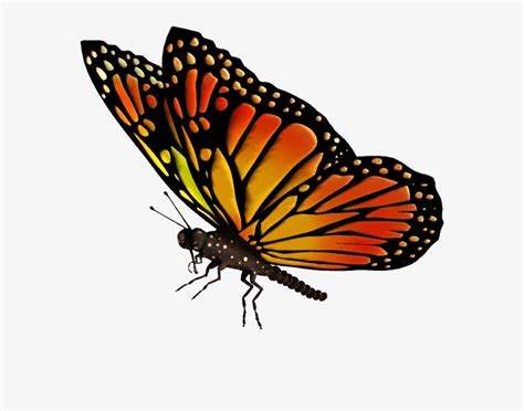 Flying Butterflies Transparent Png - Monarch Butterfly Transparent Background Transparent PNG ...