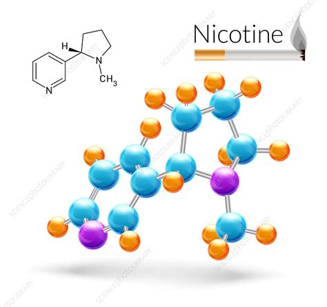 Nicotine molecule, illustration - Stock Image - F019/8370 - Science Photo Library