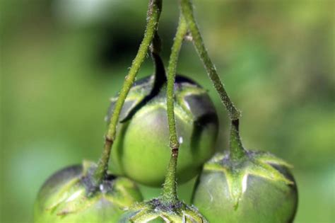 What Are Seed Potatoes & How to Use Them in the Garden