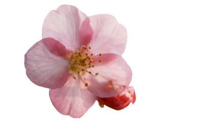 Cherry Blossom PNG Vector Images with Transparent background ...