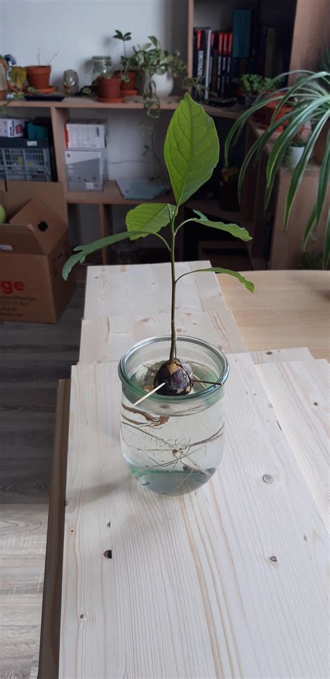 I would like to keep this avocado plant in the water. Any tipps or recommendations to keep it ...