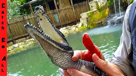 CROCODILE BITES CRAZY ZOO HANDLER'S HAND! with Chandler's wild life ...