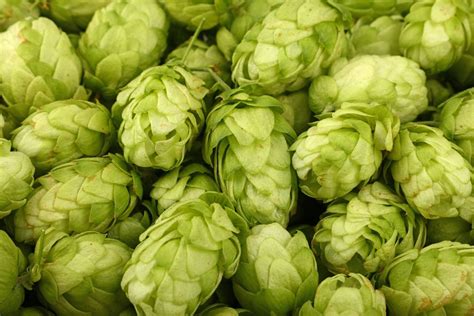 Ultimate List of Hop Varieties for Homebrewing