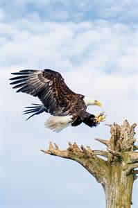 Eagle Images Photography