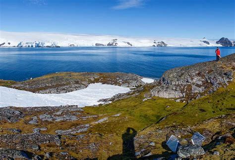 The amazing Antarctic moss - Curious