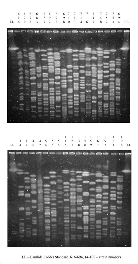 PFGE fingerprinting of XbaI ? digested DNA from ESBL-positive E. coli... | Download Scientific ...