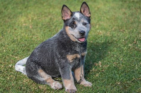 Blue Heeler: The Ultimate Breed Guide 2020 | Pups4Sale breeders links ...