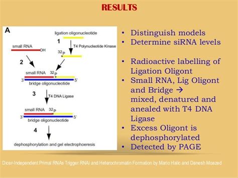 Dicer-Independent Primal RNAs Trigger RNAi and Heterochromatin Format…