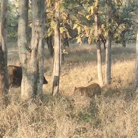 young male tiger from satpura vs gaur feb 2024 - YouTube
