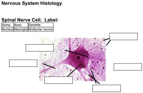 SOLVED: Nervous System Histology Spinal Nerve Cell. Label: Soma, Axon, Dendrite, Nucleus ...