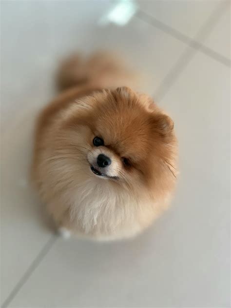 Brown Pomeranian Puppy · Free Stock Photo