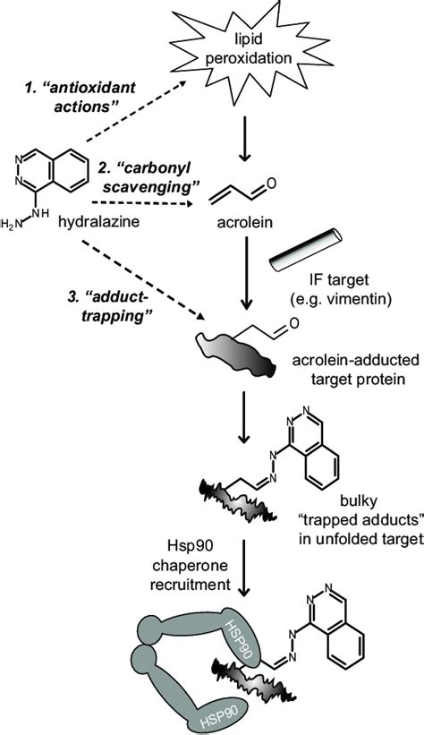 Hydralazine Mechanism Of Action - slide share