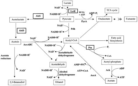 Proposed pathways for anaerobic fermentation and related catabolism in ...